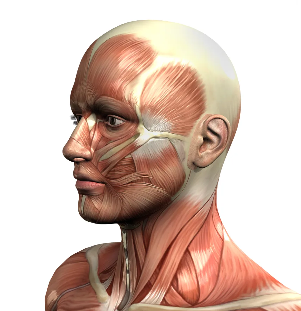 3d male figure with muscle map