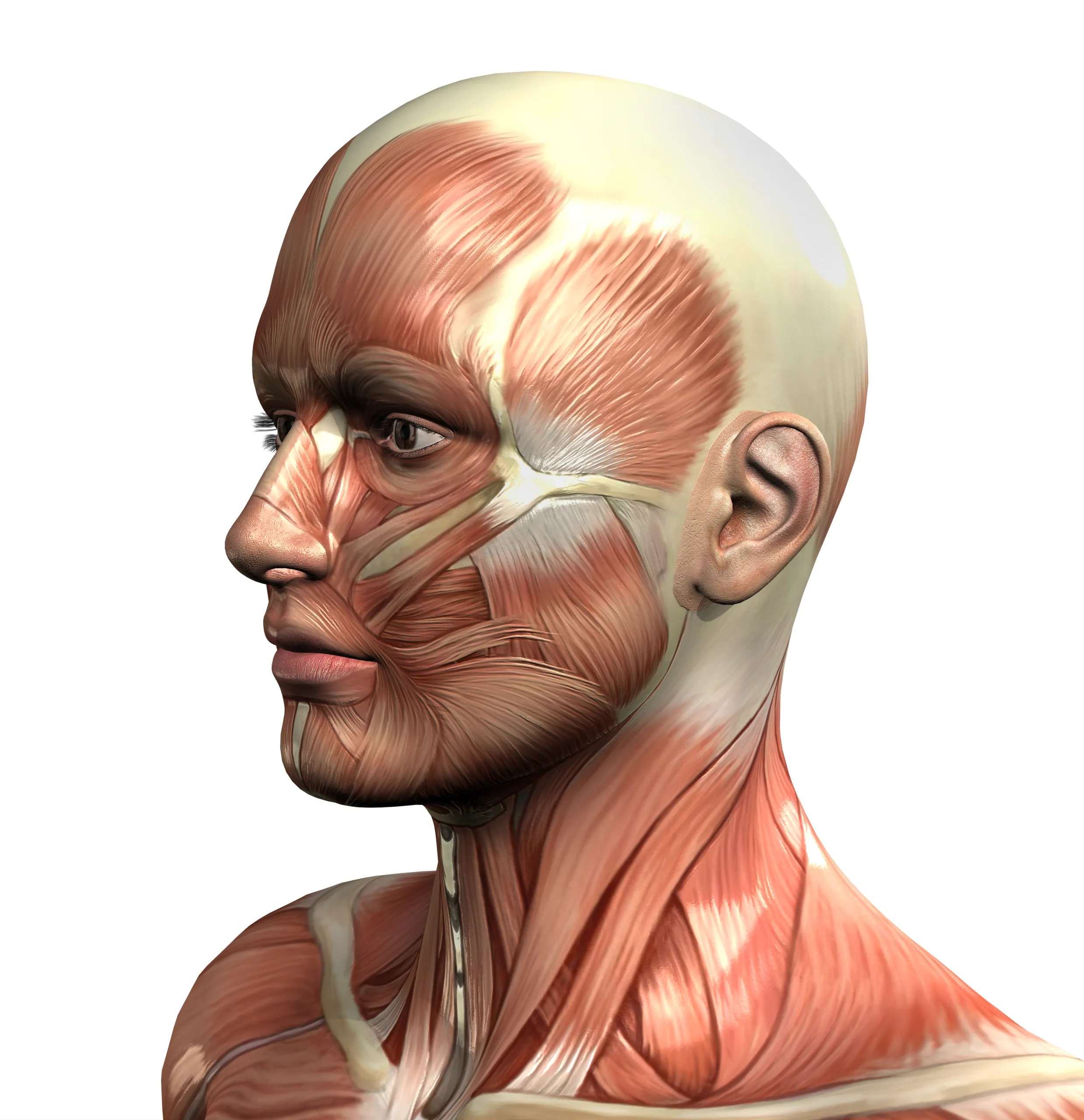 Gesichtsmuskulatur Larisa Cosmetic