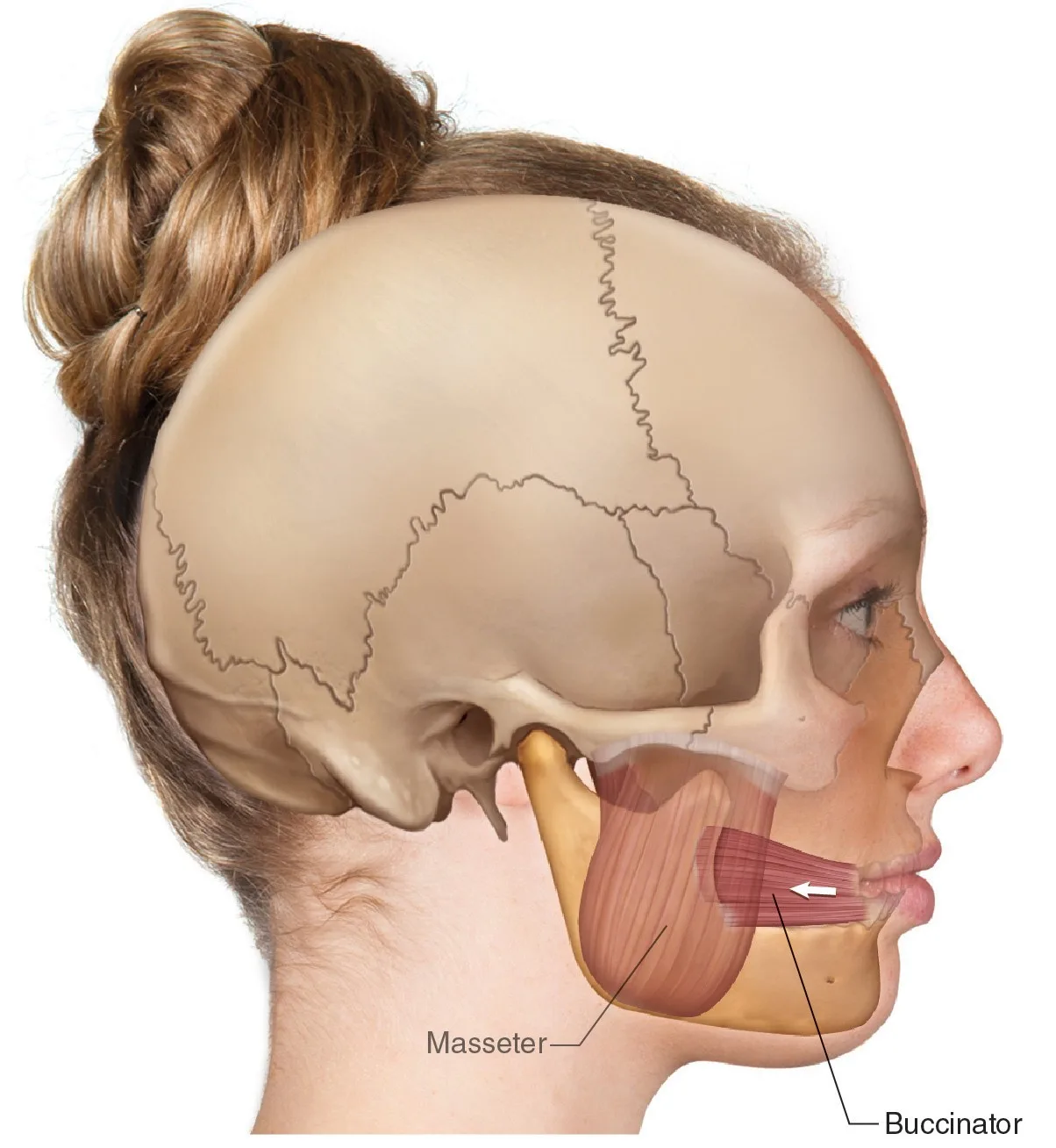 Anatomie des Buccinator-Muskels
