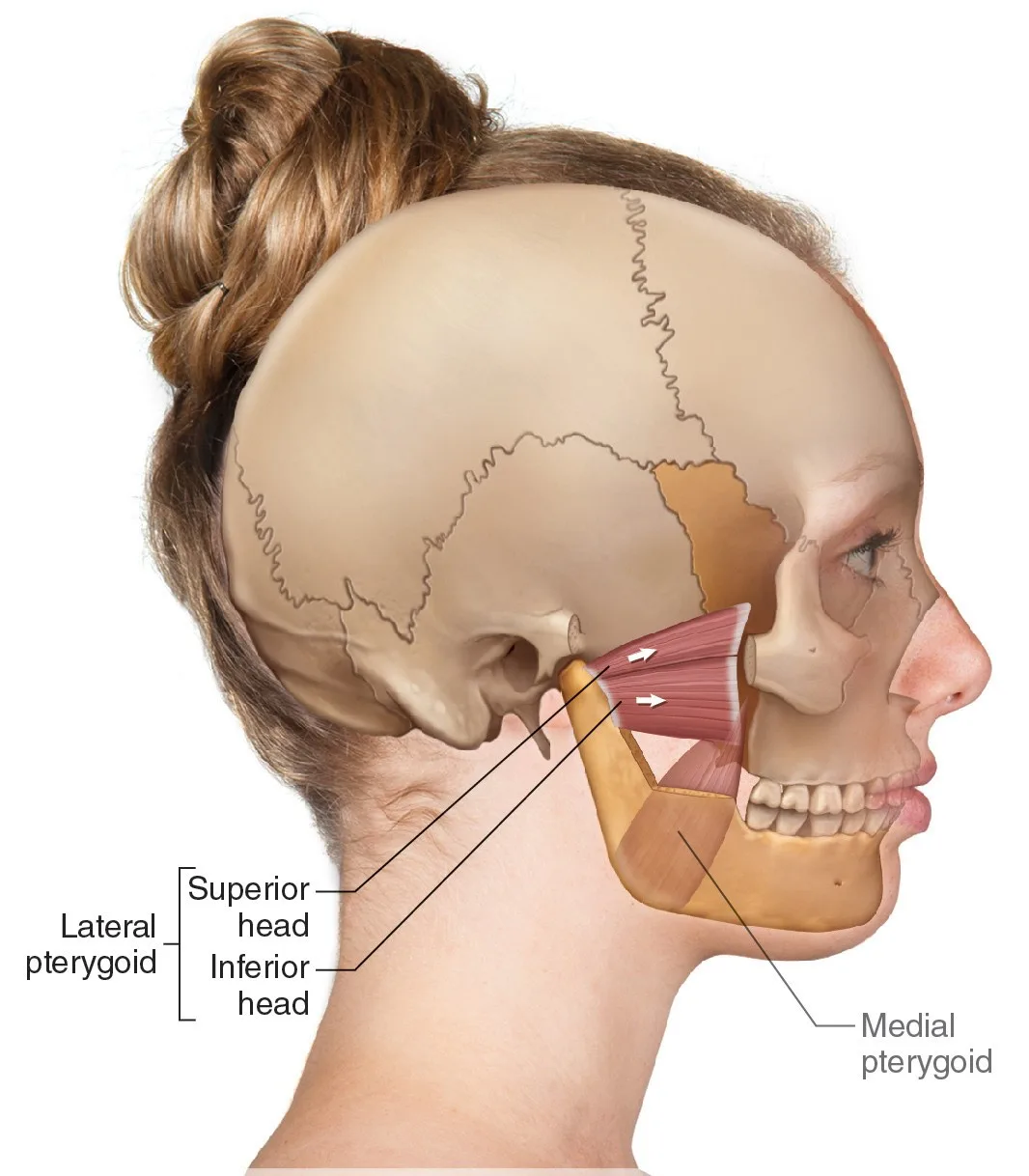 Anatomie der Pterygoidmuskeln