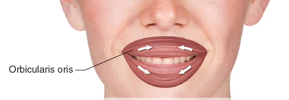 Anatomie des Orbicularis oris